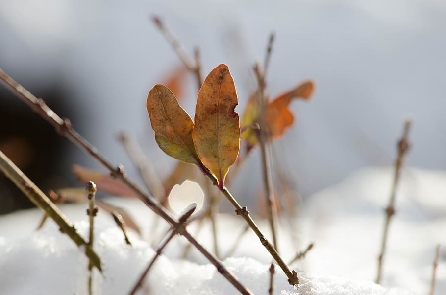 united states, orem, nielsen's grove park, leaf, winter, macro, HD wallpaper