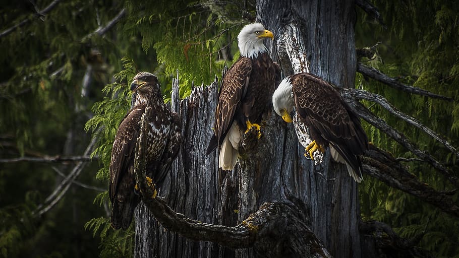 bald eagle, ketchikan, canada, nature, raptor, tree, bird of prey HD wallpaper