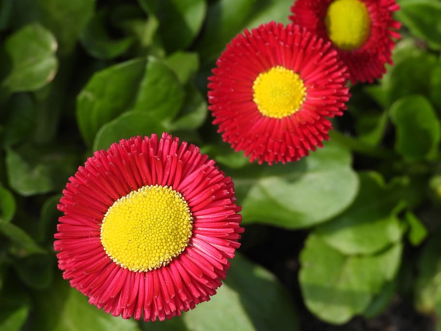 daisy, flowers, potted, spring, red, yellow, figure, garden HD wallpaper