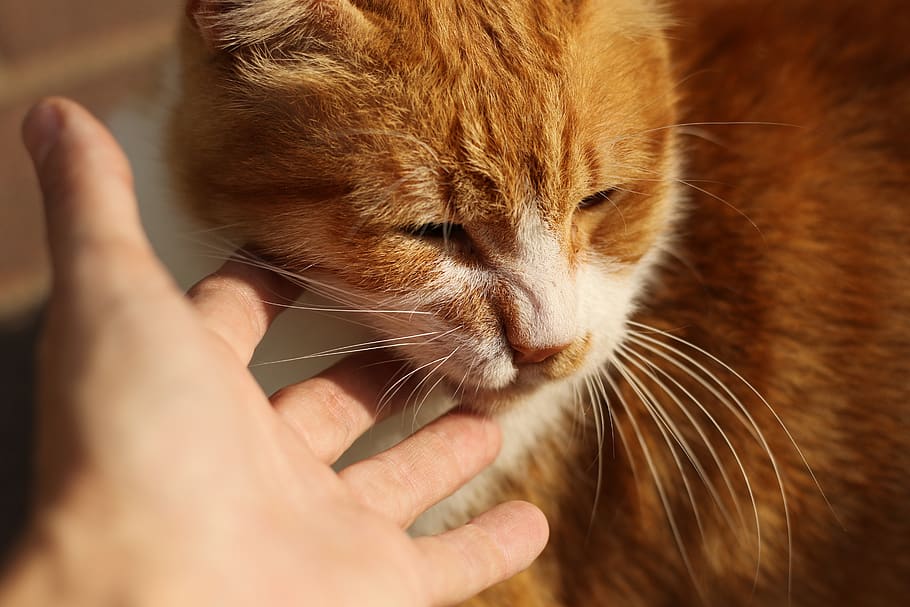 cat, red head, cute, attention, portrait, mammal, one animal HD wallpaper
