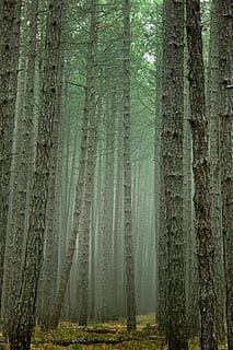 tree, wood, nature, background, tribe, pine, large, forest HD wallpaper