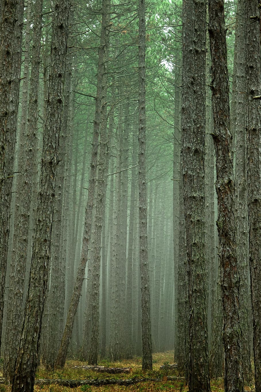 tree, wood, nature, background, tribe, pine, large, forest HD wallpaper