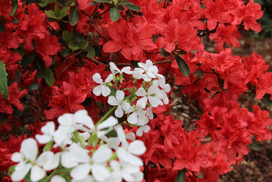 red, white, azalea, nature, blossom, bloom, spring, rhododendron, HD wallpaper