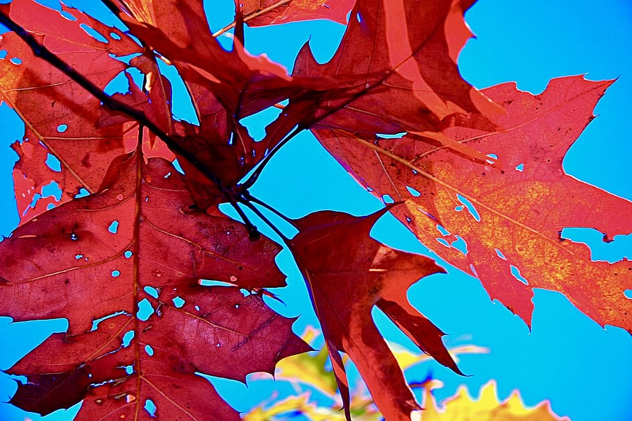 uk, oxford, leaf, red, plant part, autumn, close-up, no people HD wallpaper