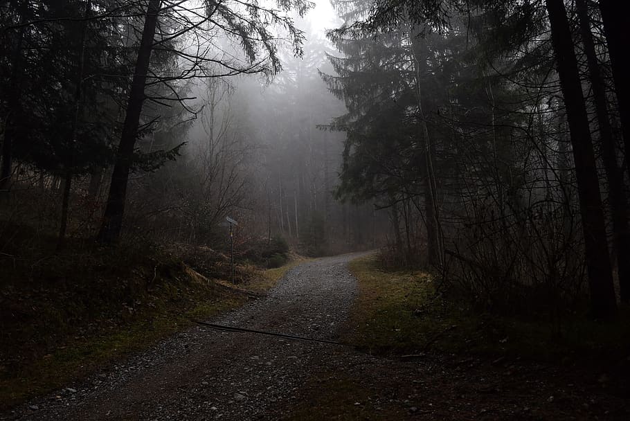 forest path, fog, nature, mysterious, tree, plant, the way forward HD wallpaper
