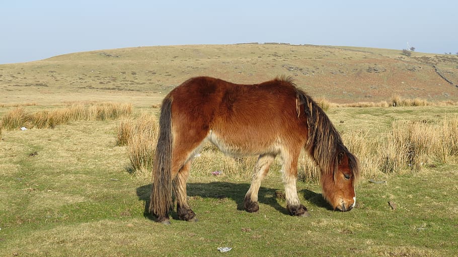 horse, mountain, wild, mammal, animal, domestic animals, animal themes HD wallpaper
