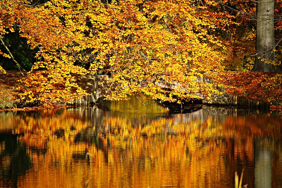 Lake Surrounded by Yellow and Brown Leaves, bridge, colorful HD wallpaper