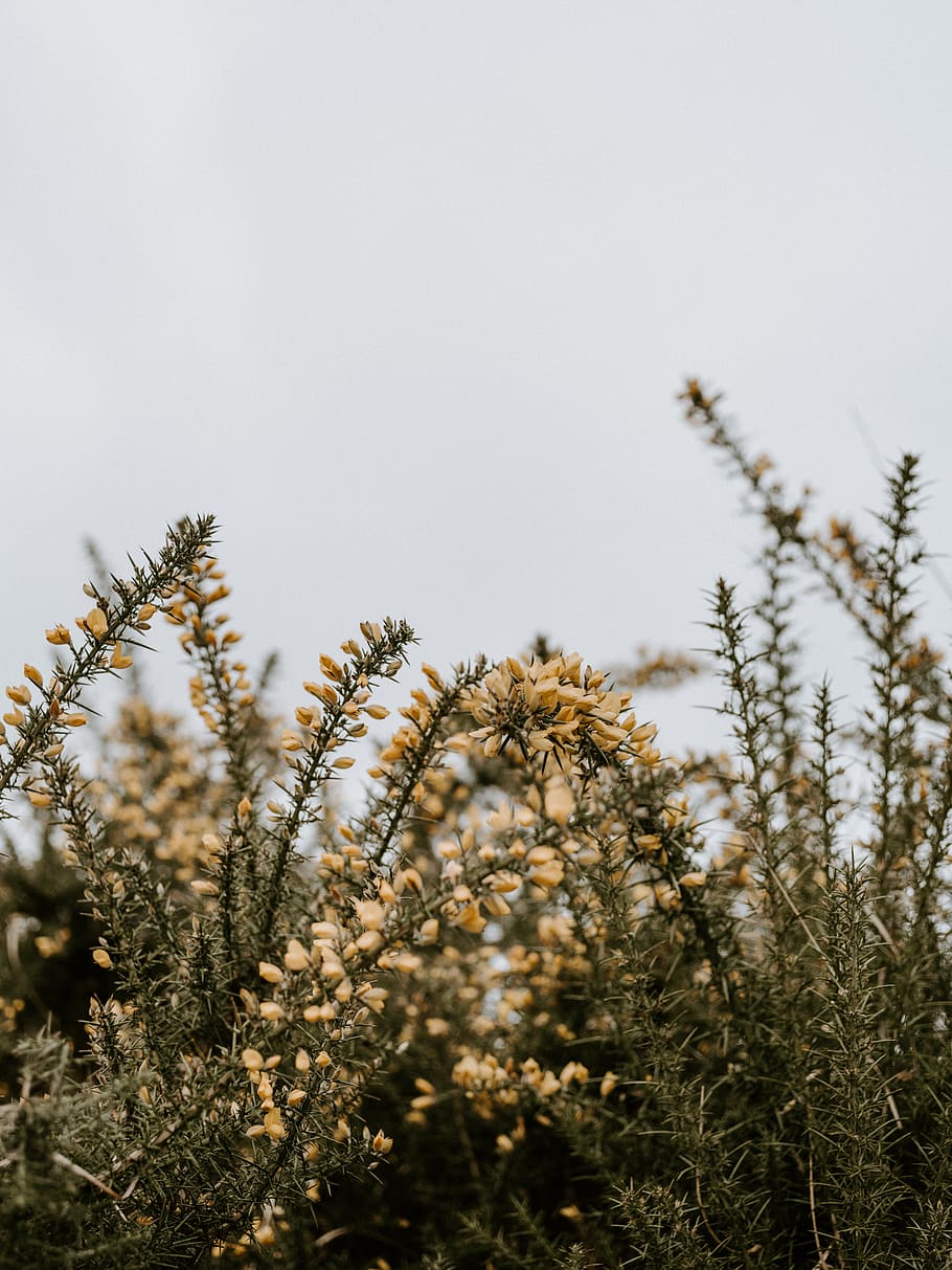 yellow petaled flower, plant, tree, conifer, abies, fir, blossom HD wallpaper