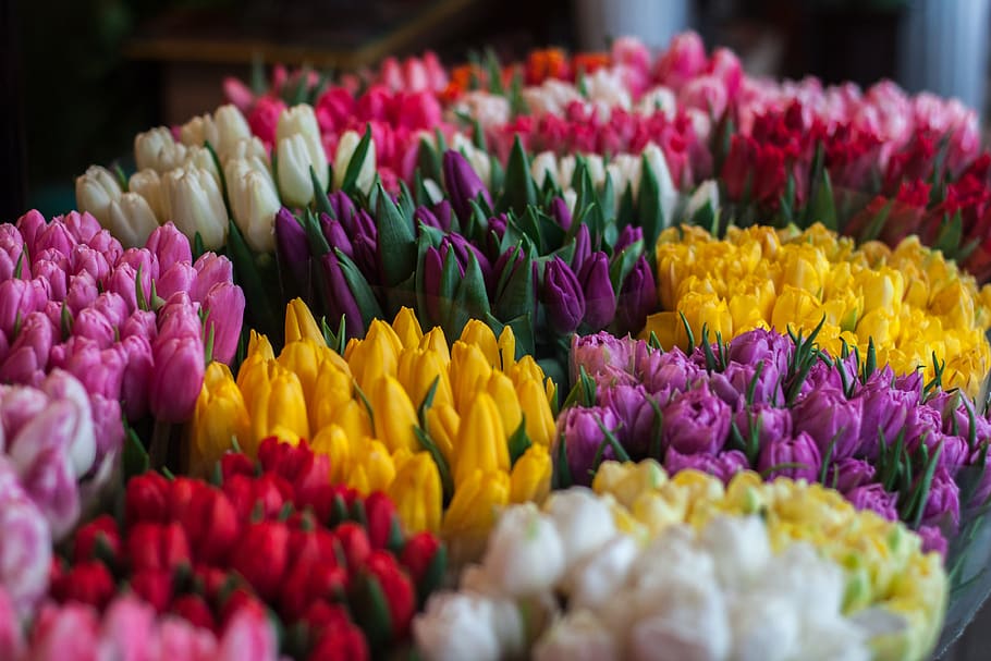 assorted-color petaled flowers, flowering plant, multi colored HD wallpaper