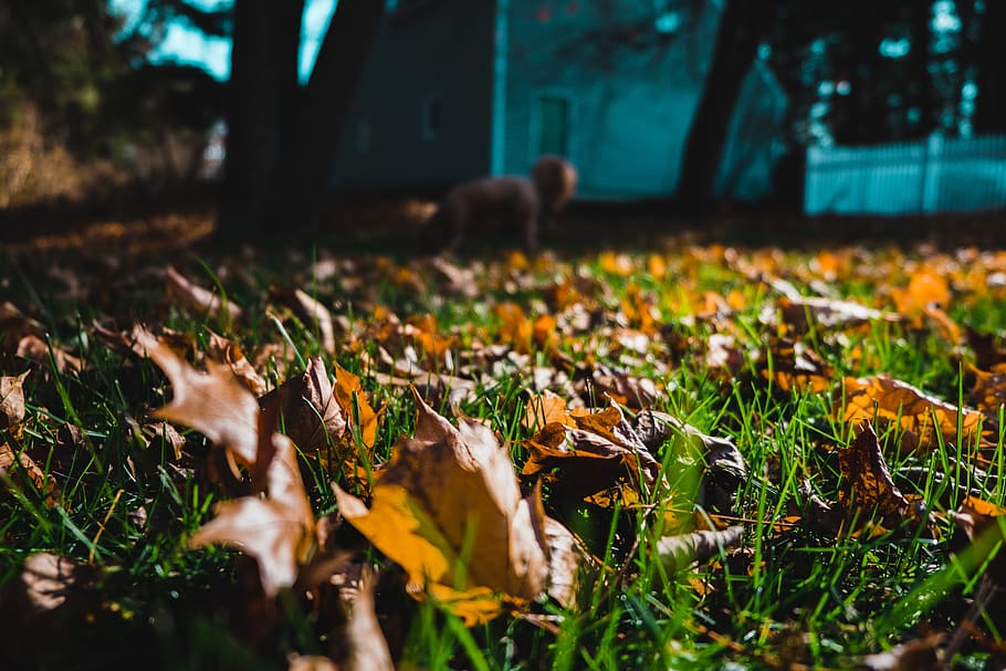 nature, leaf, plant part, selective focus, autumn, field, falling HD wallpaper