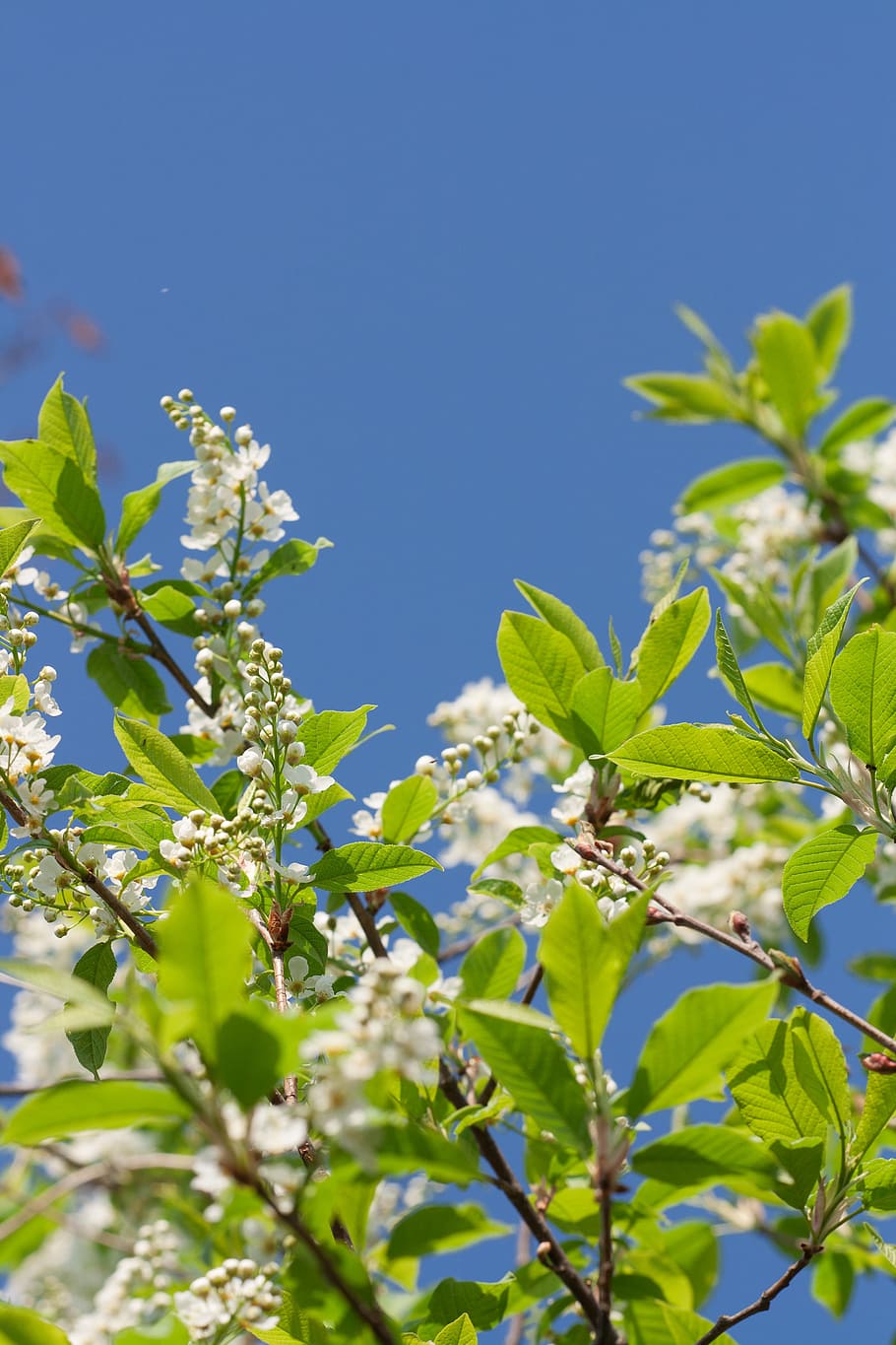 spring, flower, flowers, background, focus, closeup, outdoor HD wallpaper