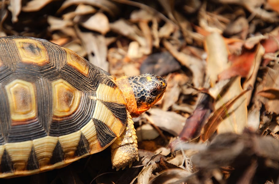 tortoise, angulate tortoise, western cape, south africa, nature, HD wallpaper