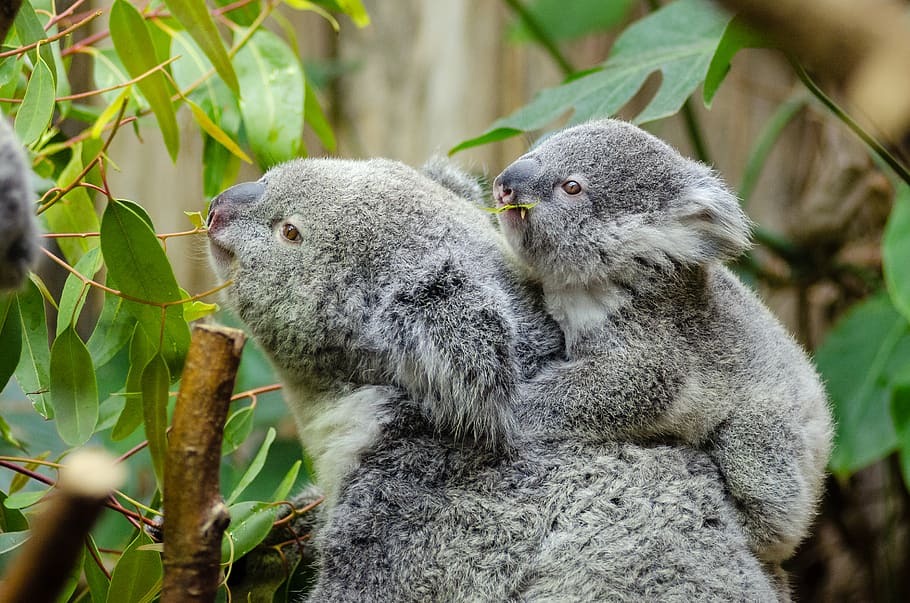 Koala Bear With Baby on Back, animals, close-up, cute, koalas, HD wallpaper
