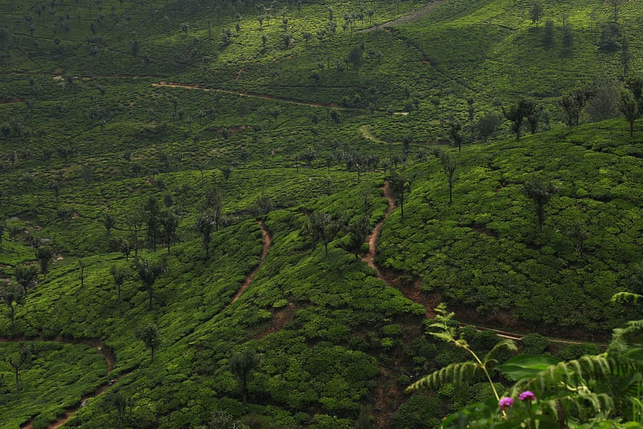 Aerial Photo of Forest, daylight, environment, farm, field, green HD wallpaper