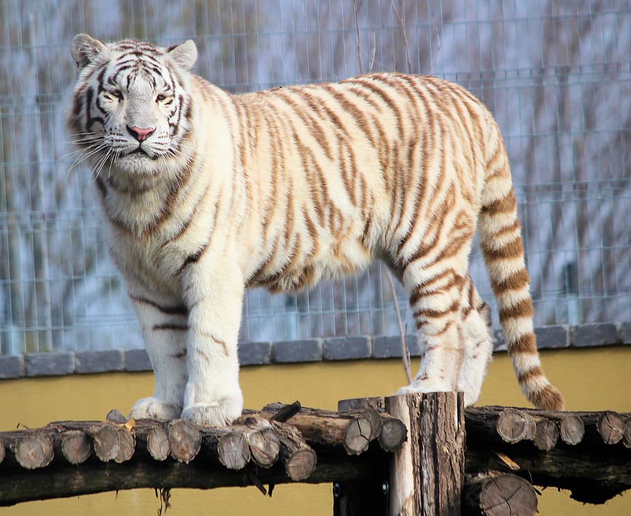 white tiger, mammal, animal, wildlife, malkia park, dunajská streda