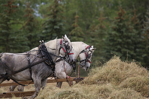 horses, draft team, harness, field, mammal, cavalry, nature HD wallpaper