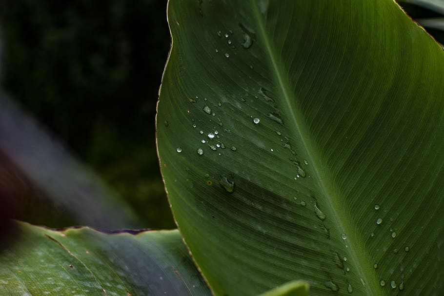 leaf, plant, natural, grass, plant part, close-up, green color HD wallpaper