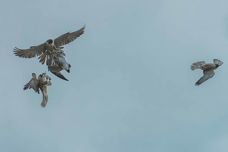 bird flying during daytime, animals in the wild, spread wings HD wallpaper