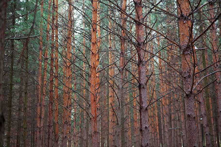 area, beautiful, environment, foliage, forest, green, nature HD wallpaper