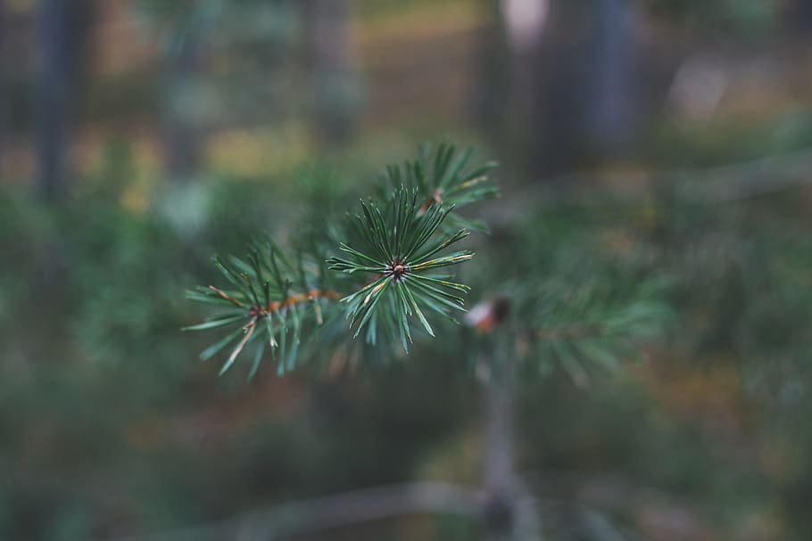 pine, nature, forest, landscape, branch, evergreen, tree, season, HD wallpaper