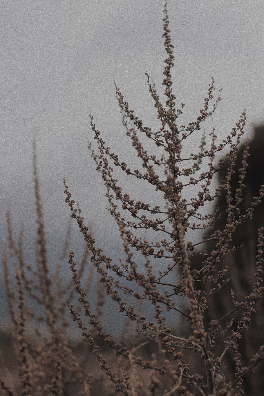 brown leafed tree, nature, outdoors, grass, plant, weather, ice HD wallpaper