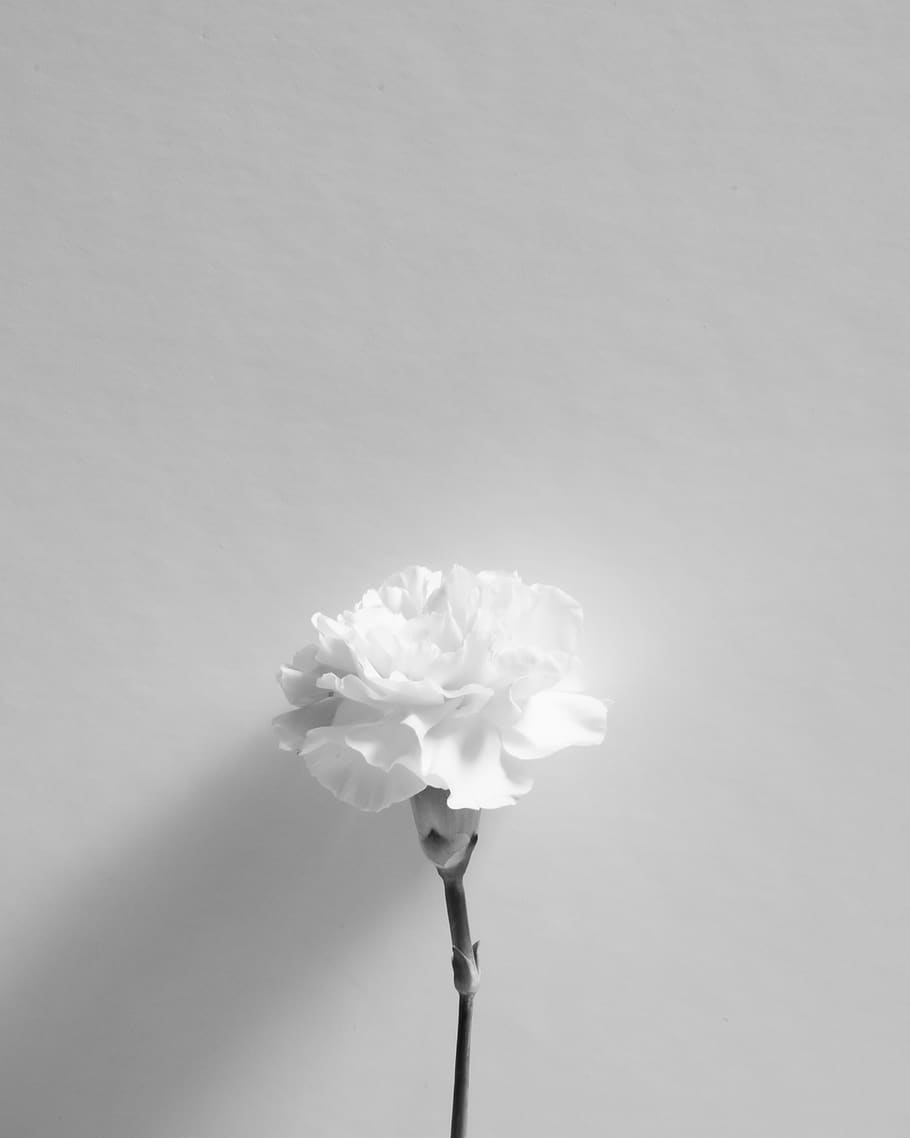 flower, minimal, black white, flowering plant, fragility, vulnerability HD wallpaper