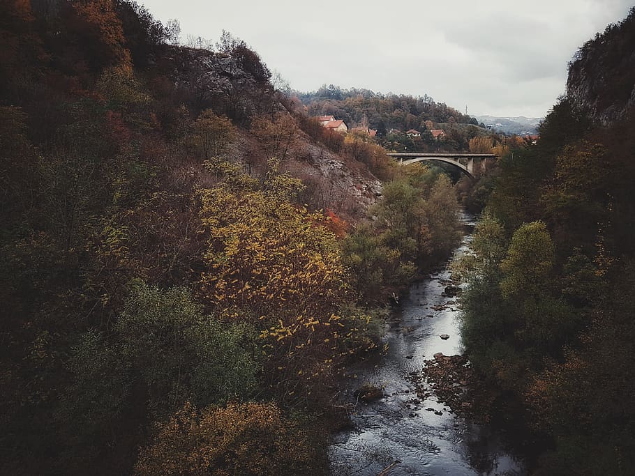brown leaf trees near river, water, stream, outdoors, serbia HD wallpaper