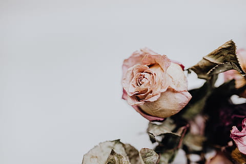 Dried Plants on Pink Pastel Background Close Up Stock Image - Image of  color, bundle: 267643607