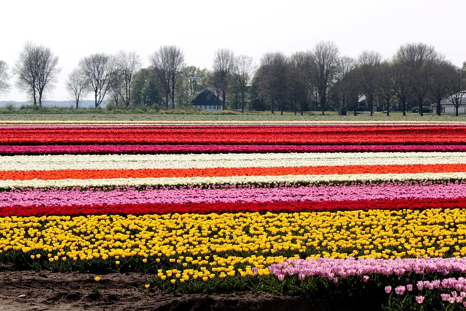 tulip fields, bulbs, tulips, netherlands, spring, colors, merry HD wallpaper