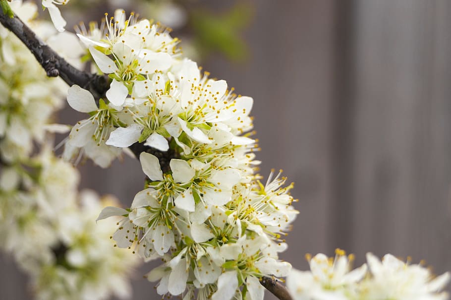 flower, white, flowering plant, fragility, vulnerability, beauty in nature HD wallpaper