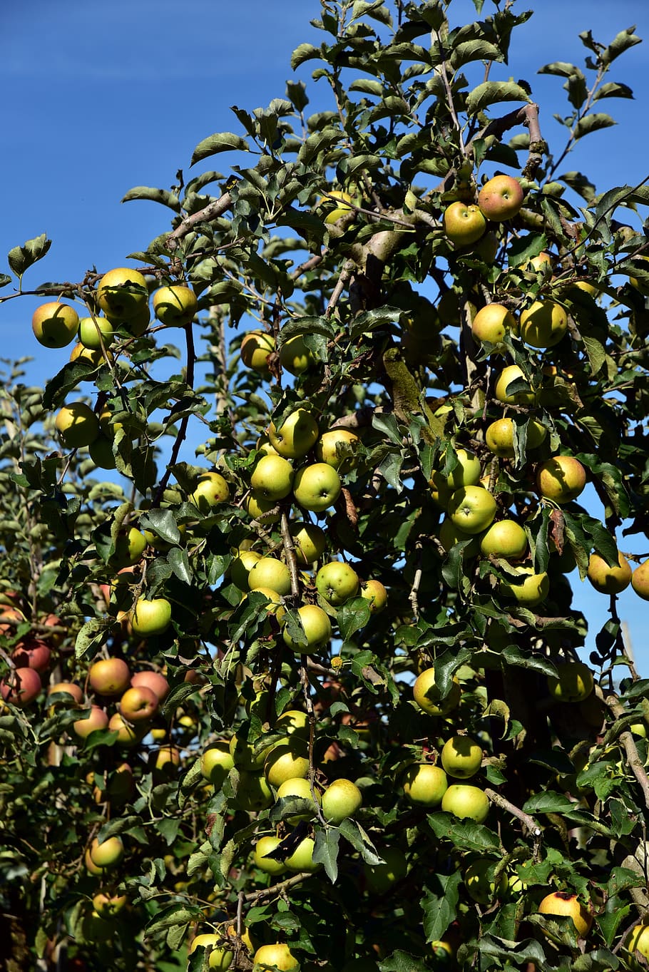 apple tree, fruit, ripe, kernobstgewaechs, apfelernte, branch HD wallpaper