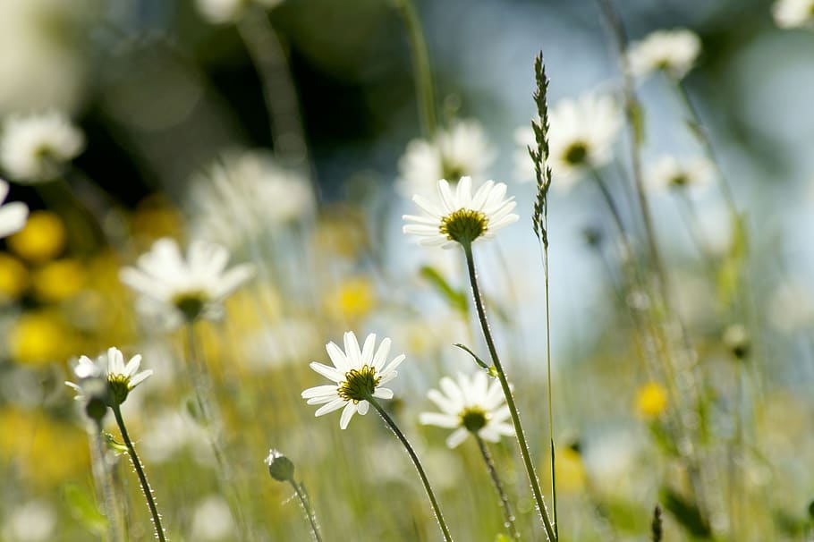 meadow, daisy, background, flower, marguerite, plant, green HD wallpaper
