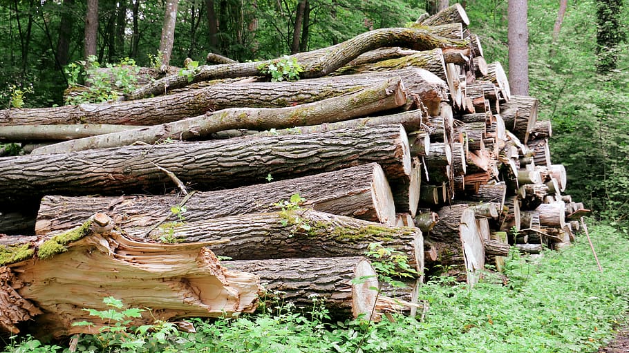 Wood wild. Окраска дикого дерева.