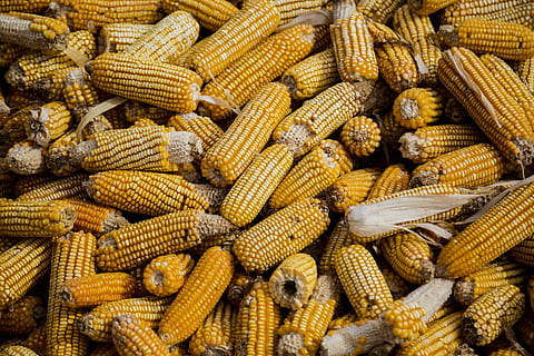 Bunch of Corn Cob, close-up, corncob, crops, food, healthy, yellow HD wallpaper
