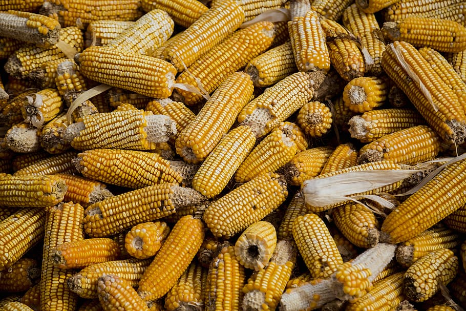 Bunch of Corn Cob, close-up, corncob, crops, food, healthy, yellow HD wallpaper