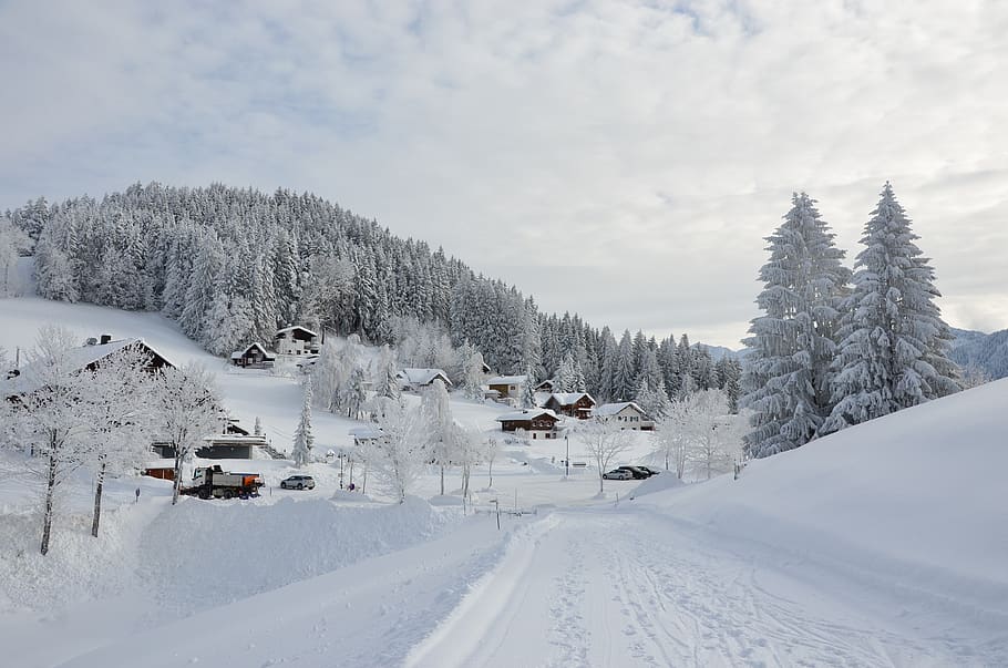 winter, snow, nature, cold, winter magic, cold temperature HD wallpaper