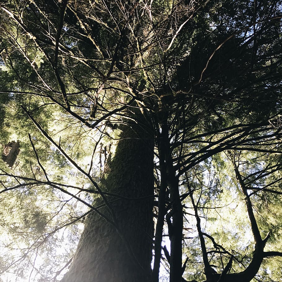 tree, branches, tree branches, haunted tree, light, green, mystical HD wallpaper