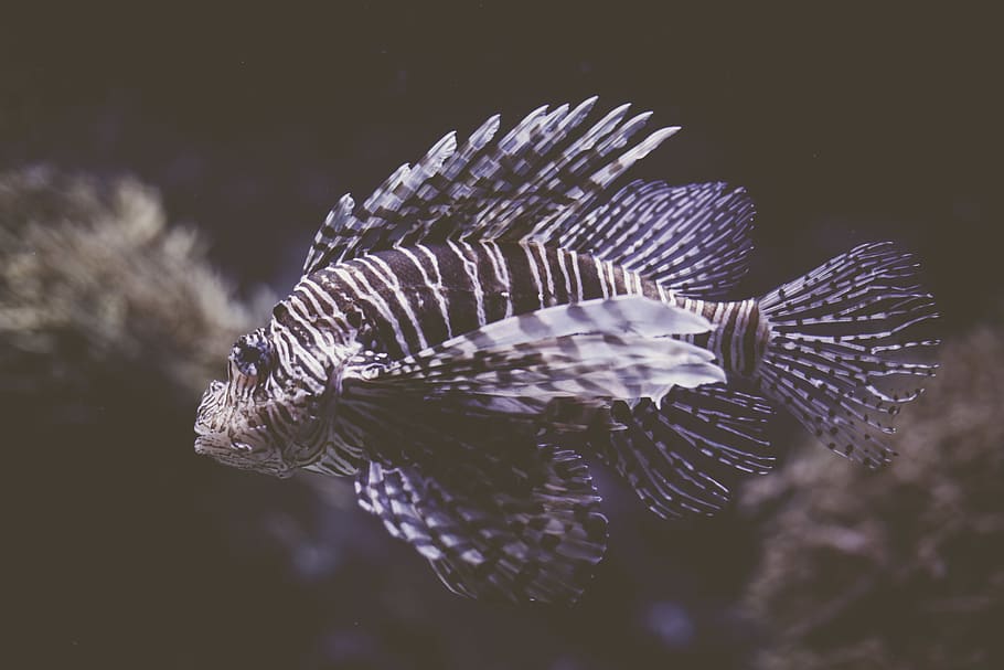 white and black lionfish, animal, water, aquatic, perch, amphiprion HD wallpaper