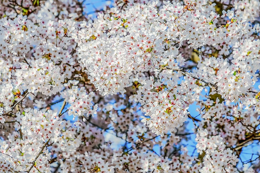 cherry blossom, tree, spring, branch, bloom, pink and white HD wallpaper