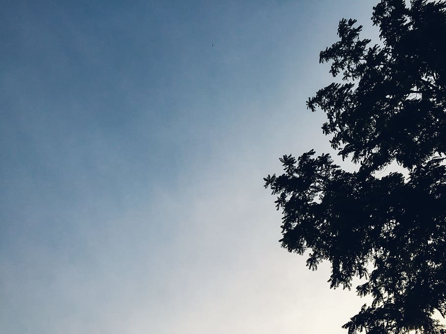 blue, sky, trees, nature, branches, leaves, silhouette, plant HD wallpaper
