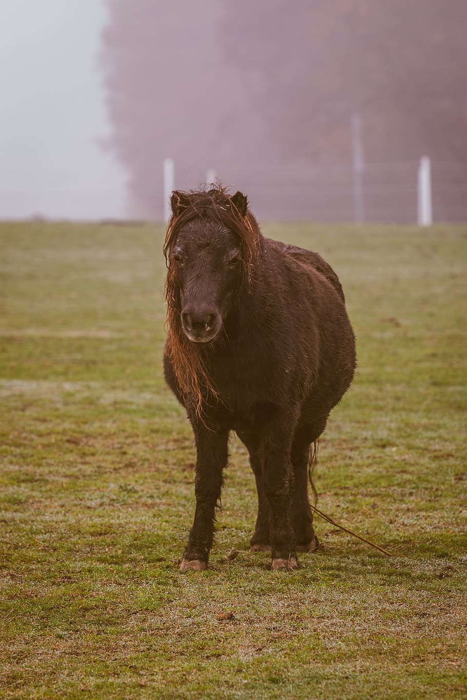 brown horse, colt horse, mammal, animal, foal, outdoors, nature HD wallpaper