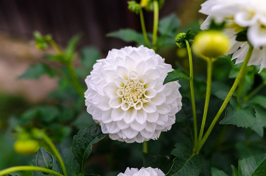 White Flower Photography, background, beautiful, bloom, blooming HD wallpaper