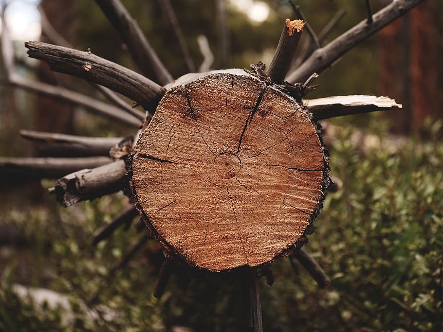 brown wooden log, tree, close-up, focus on foreground, day, no people HD wallpaper