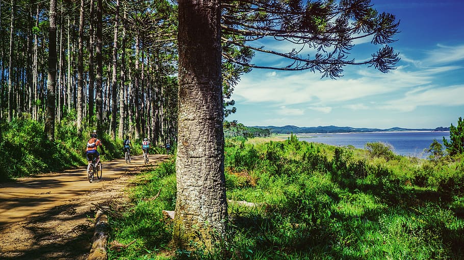 Man Riding Bike on Dirt Road Near Green Grass and Tree Under Cloudy Sky during Daytime HD wallpaper