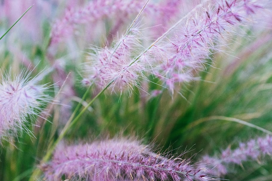 purple dandelion, plant, flower, growth, beauty in nature, flowering plant HD wallpaper