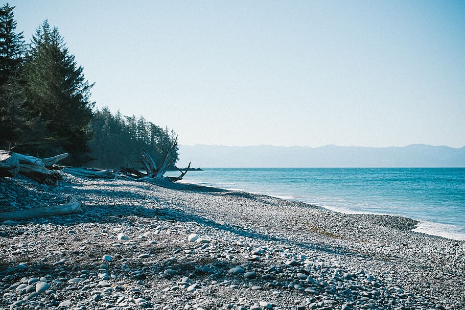 sky, blue, trees, branch, green, water, rocks, beach, dirt HD wallpaper