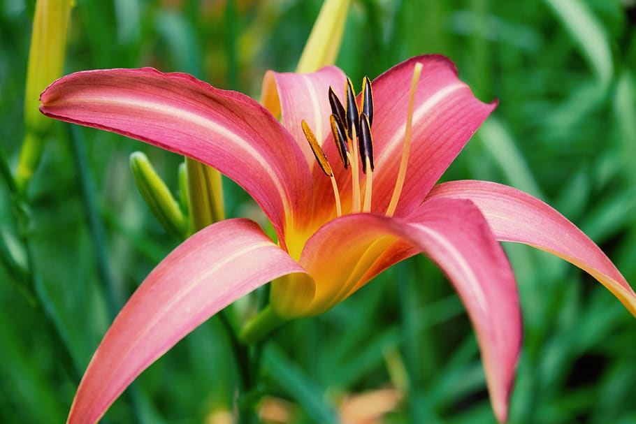 flower, flowering plant, beauty in nature, vulnerability, freshness HD wallpaper