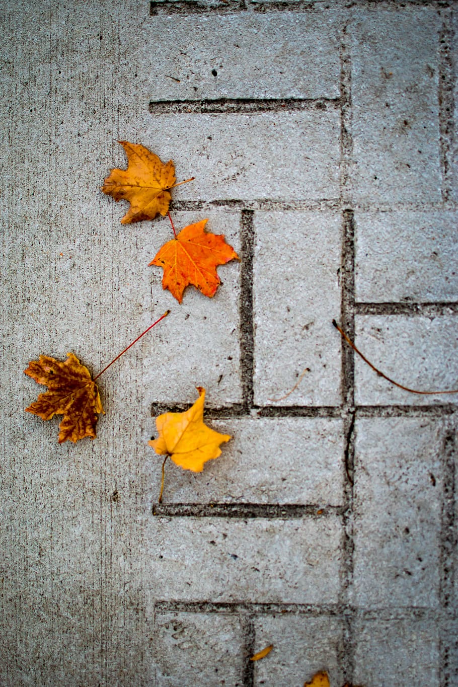 fall, leaf, leaves, autumn, orange, yellow, sidewalk, concrete HD wallpaper