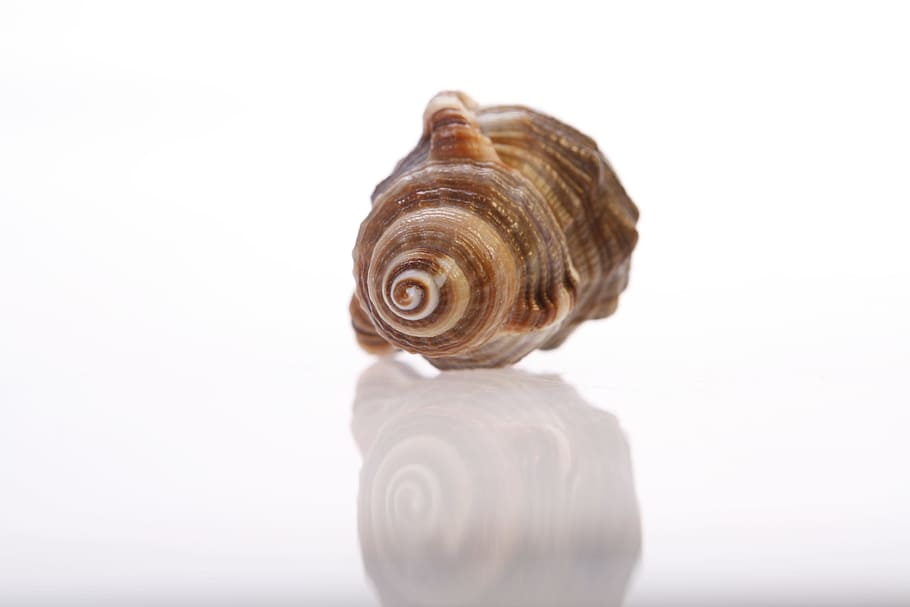 bone, close-up, closeup, coast, coastline, cockle-shell, conch HD wallpaper