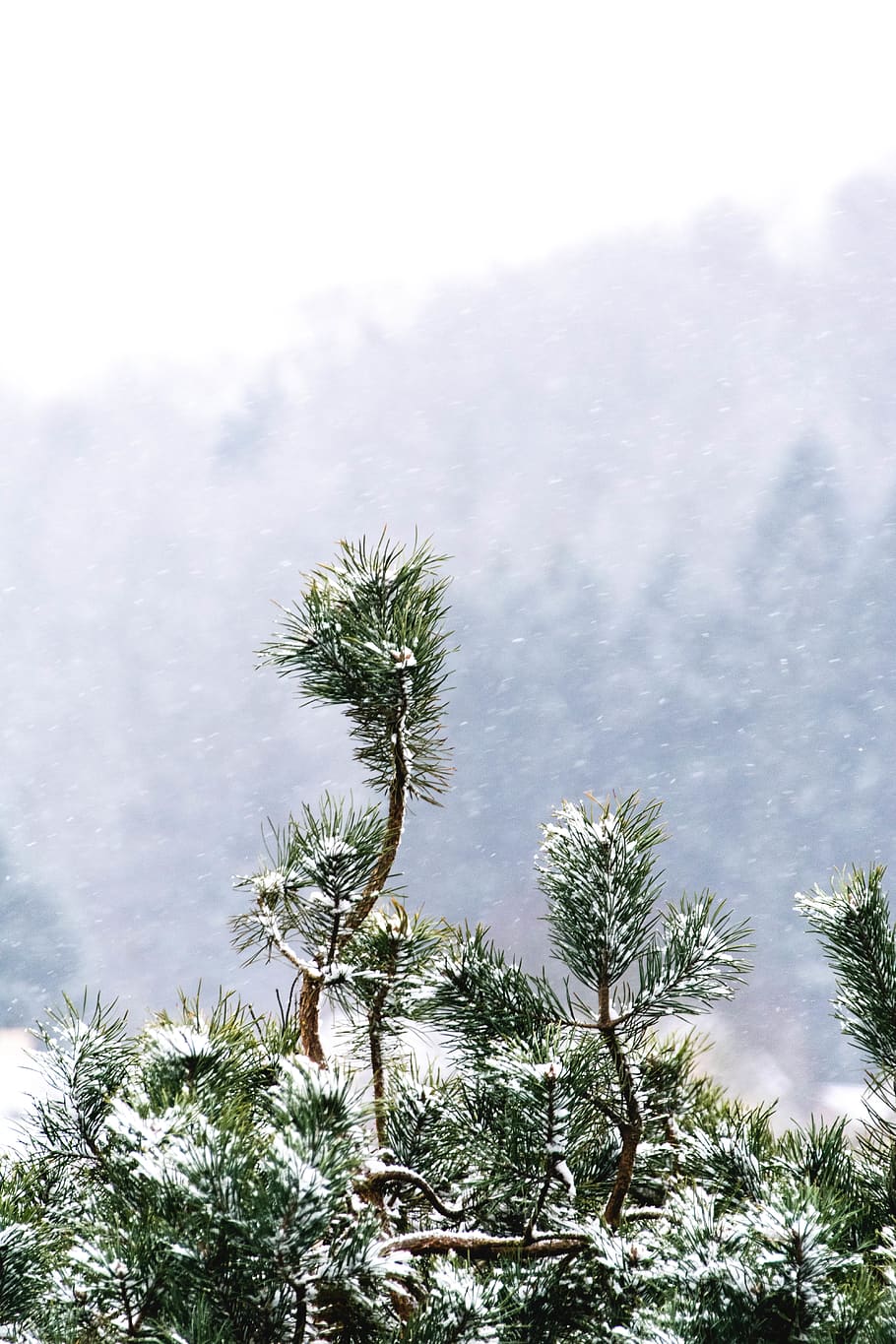 snow covered green leaf tree, plant, growth, beauty in nature HD wallpaper